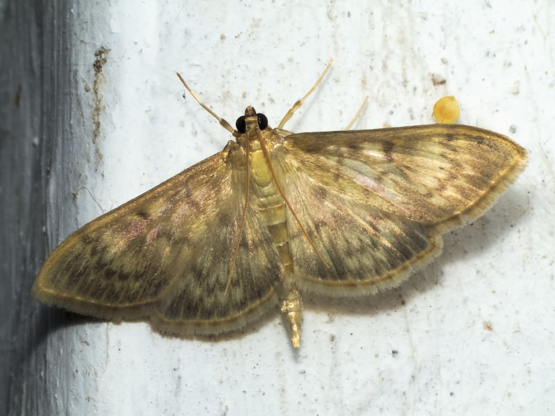 Lepidoptera